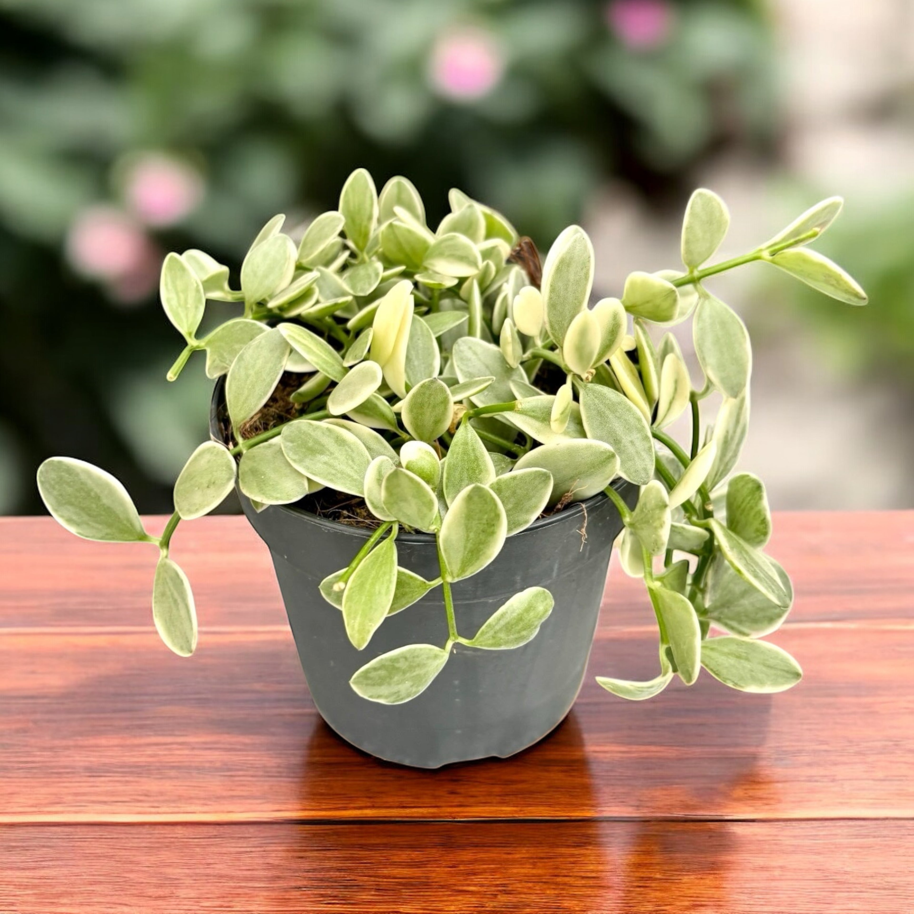 Dischidia oiantha 'Variegata' (White Diamond)