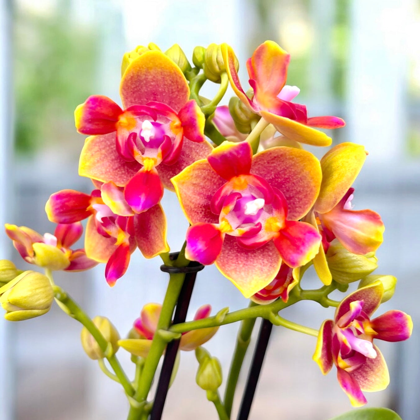 Phalaenopsis Rising Sun - fleurs peloriques parfumées