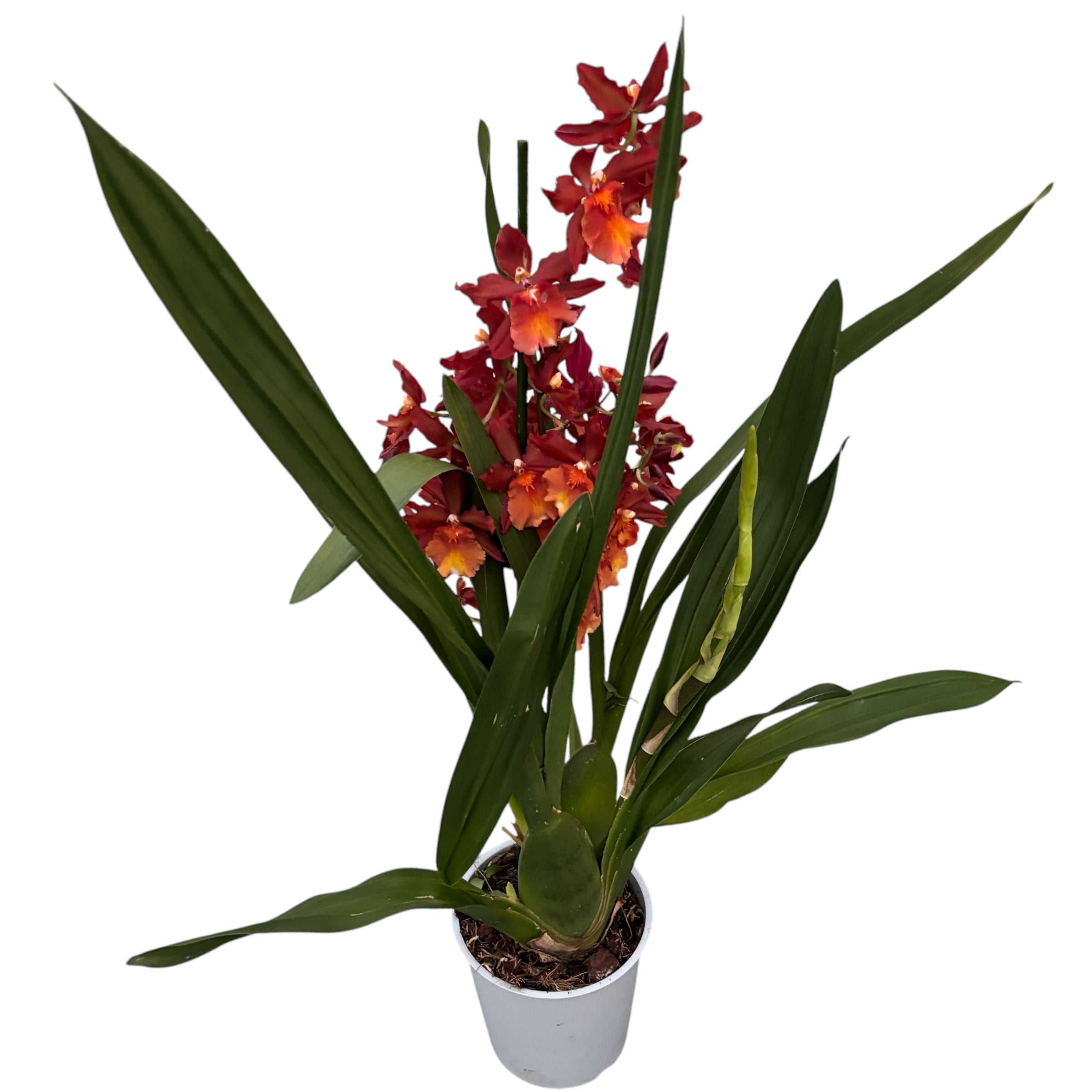 Oncostele Tom Cat ‘Cayenne’