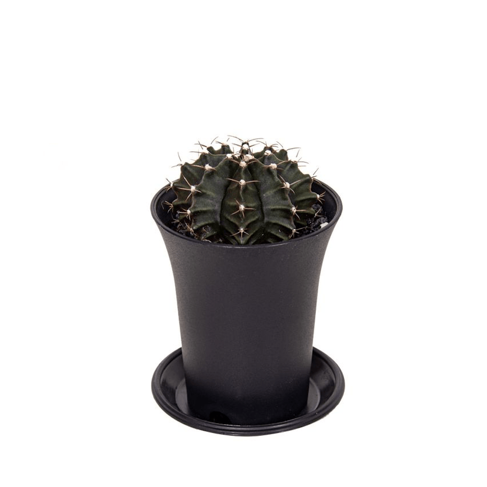 Gymnocalycium mihanovichii (Zöld)