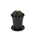 Gymnocalycium mihanovichii (Green)