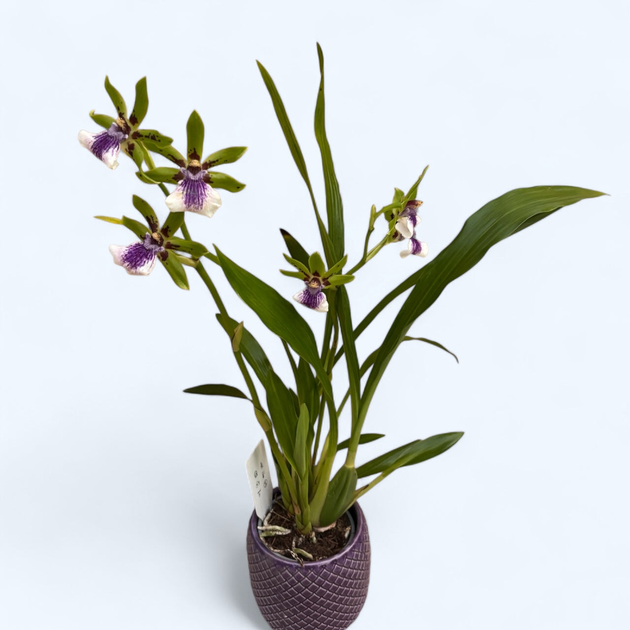 Zygopetalum 'Impasto Green' - parfumat