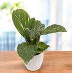 Kaempferia pulchra ‘Marble Variegata’ – frunzis marmorant si inflorire exotica