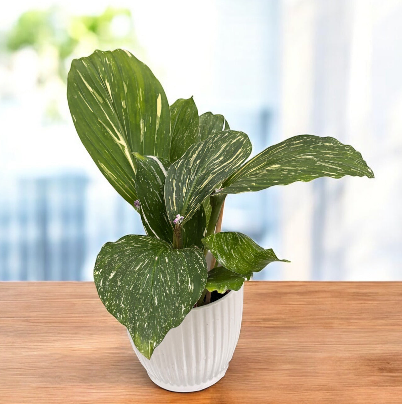 Kaempferia pulchra ‘Marble Variegata’ – frunzis marmorant si inflorire exotica