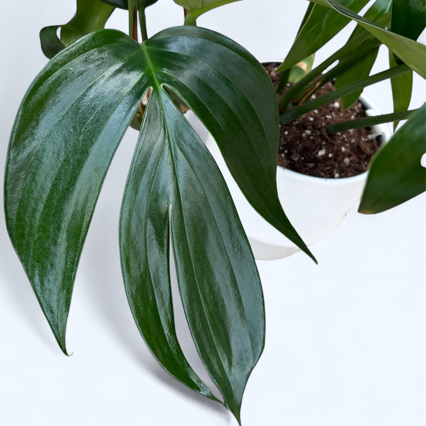 Rhaphidophora Decursiva (Philodendron Kylin Tail) - exemplare XL