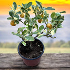 Citrus microcarpa 'Variegata' - Calamondin con hojas y frutos variegados H40cm