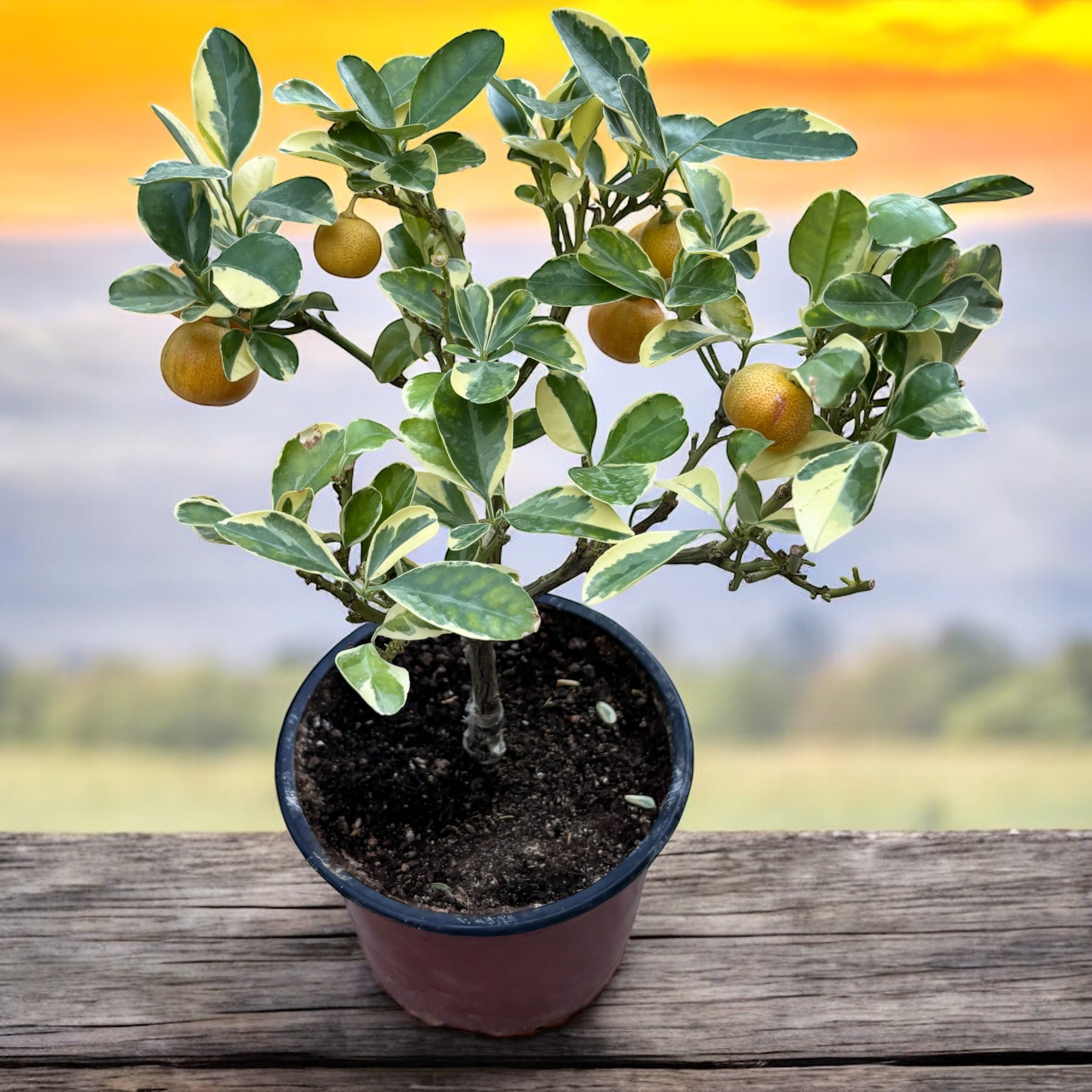 Citrus microcarpa 'Variegata' - Calamondin cu frunze si fructe variegate H40cm