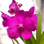 Vanda Tayanee Cerise (Ansu)