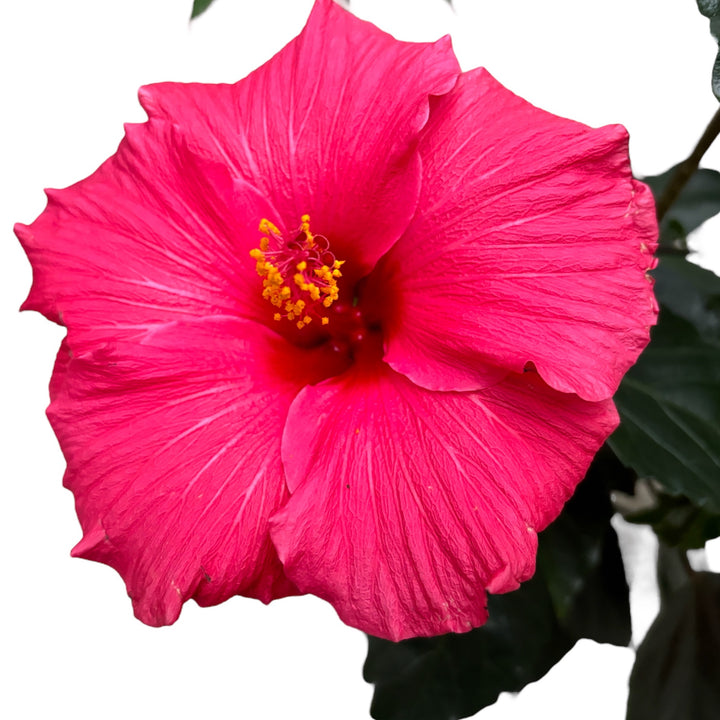 Hibiscus 'Juno'