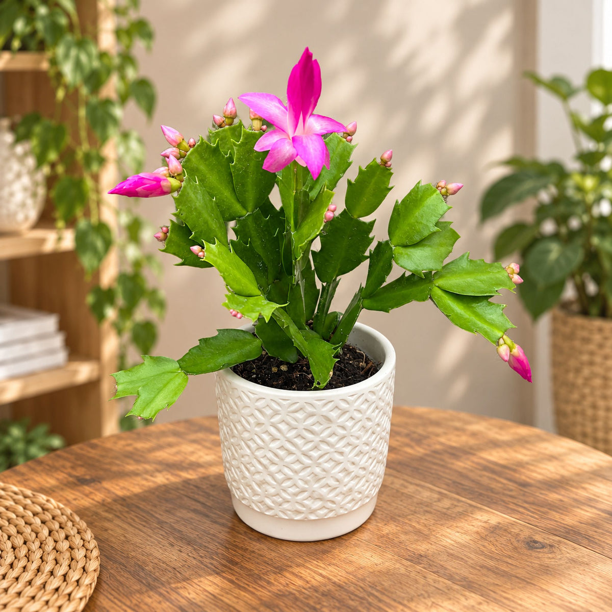 Schlumbergera ‘Purple Dancer’ (Weihnachtskaktus) 2pp