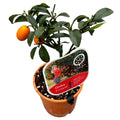 Citrus Kumquat Onika - edible fruits (Citrina)