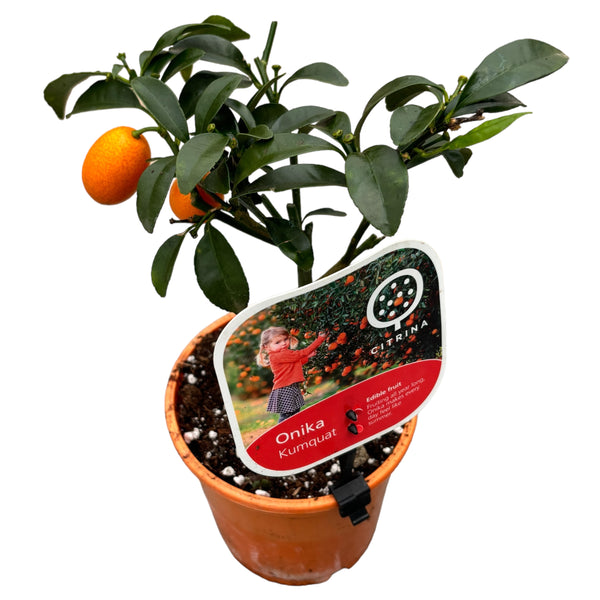 Citrus Kumquat Onika - edible fruit (Citrine)