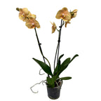 Phalaenopsis Golden River