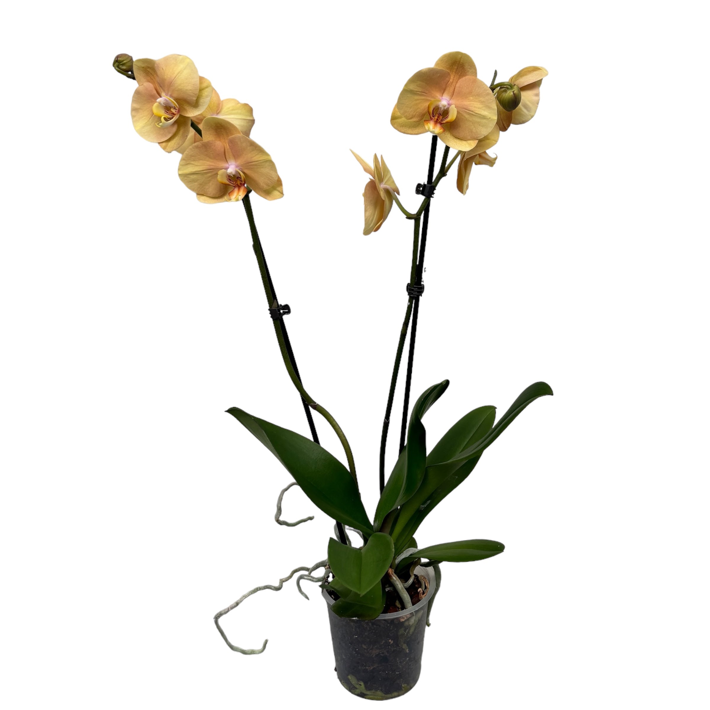 Phalaenopsis Golden River