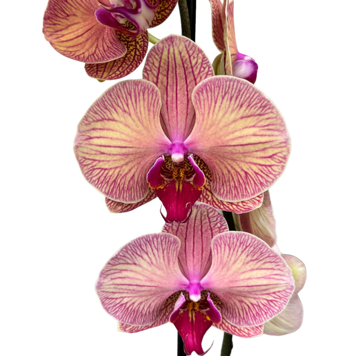 Phalaenopsis Golden Leopard 