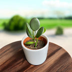 Xerosicyos danguyi (Strieborná mincovňa)