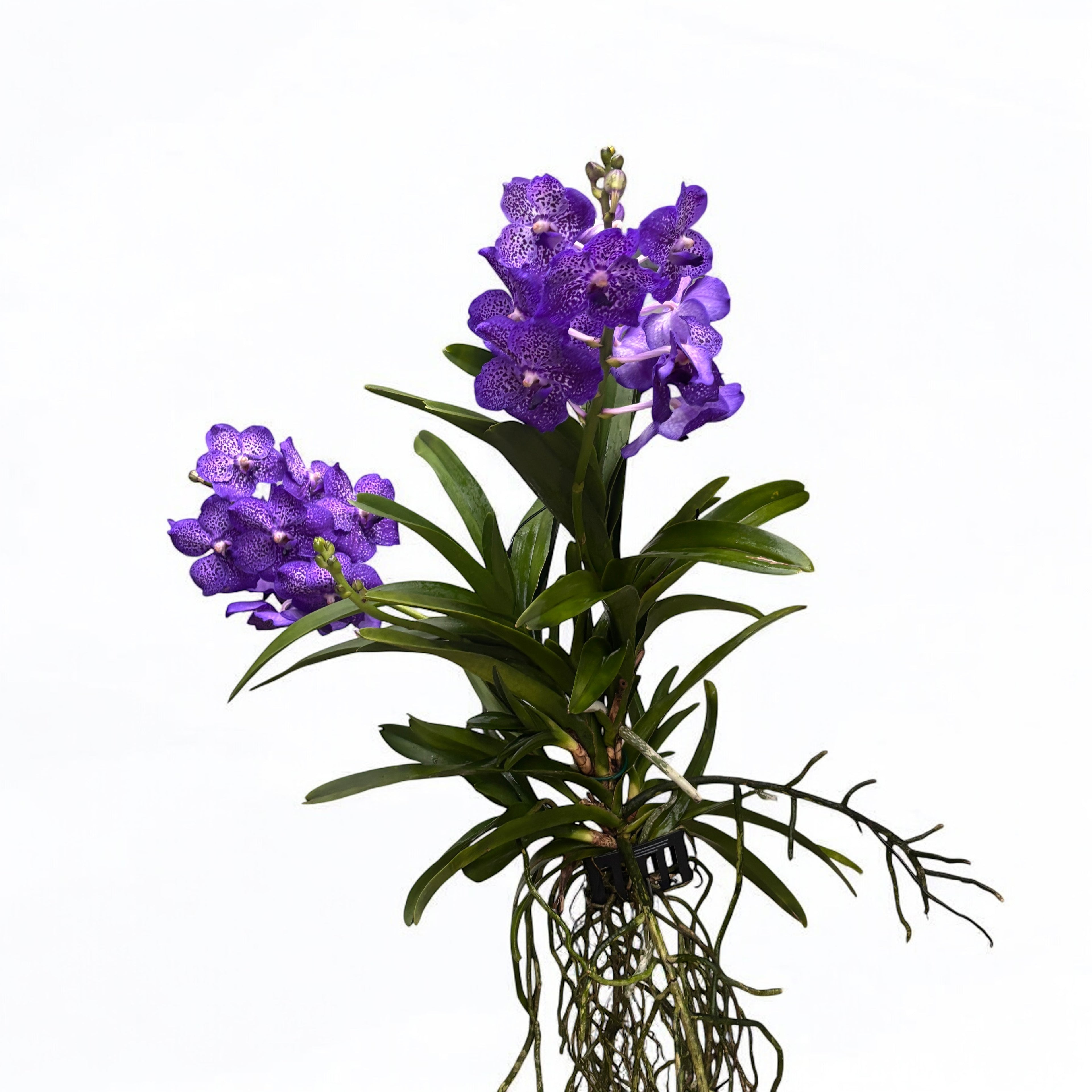 Vanda Sunanda Lavender Sprinkles (ANSU) - unikat