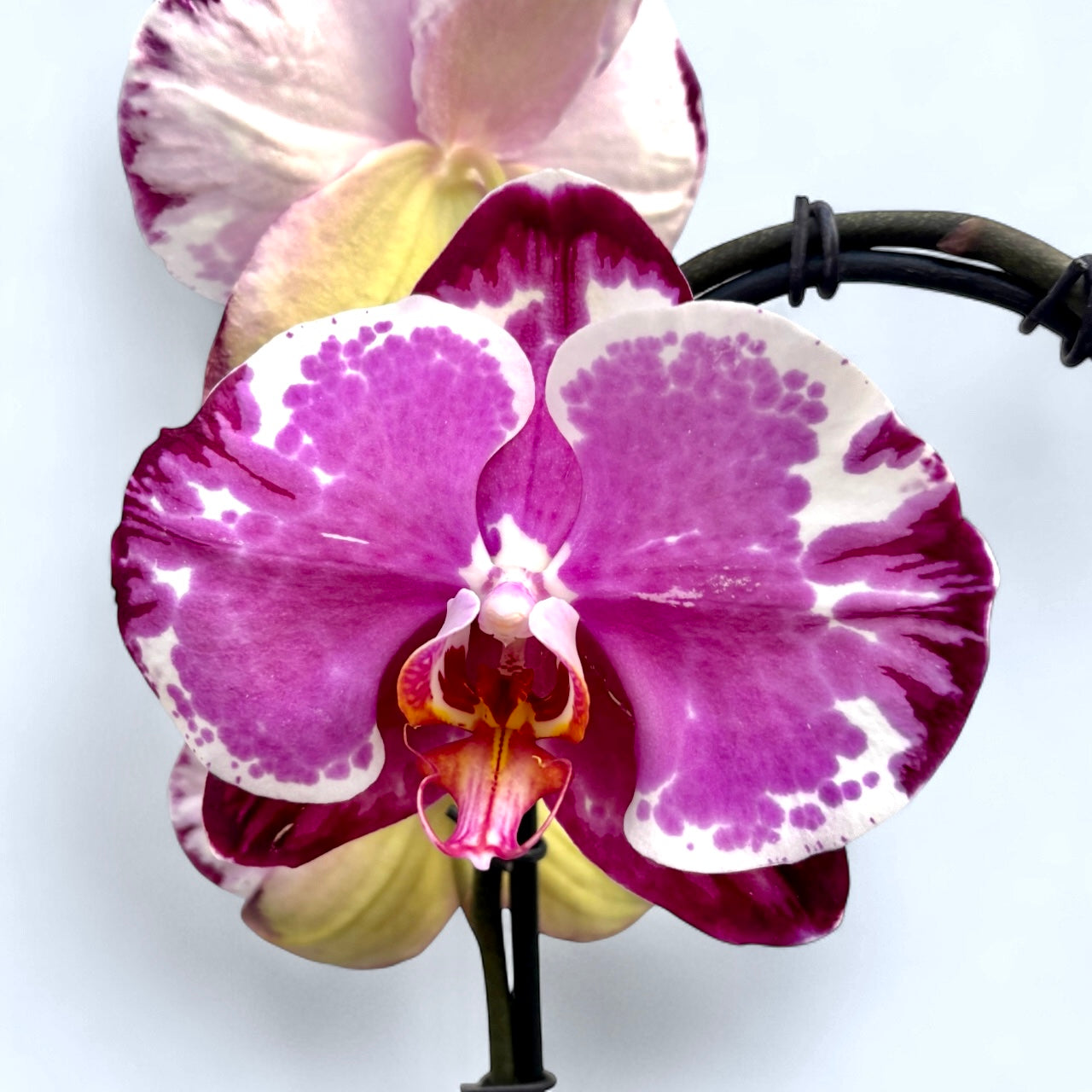 Phalaenopsis Sacrifice (flori XL)