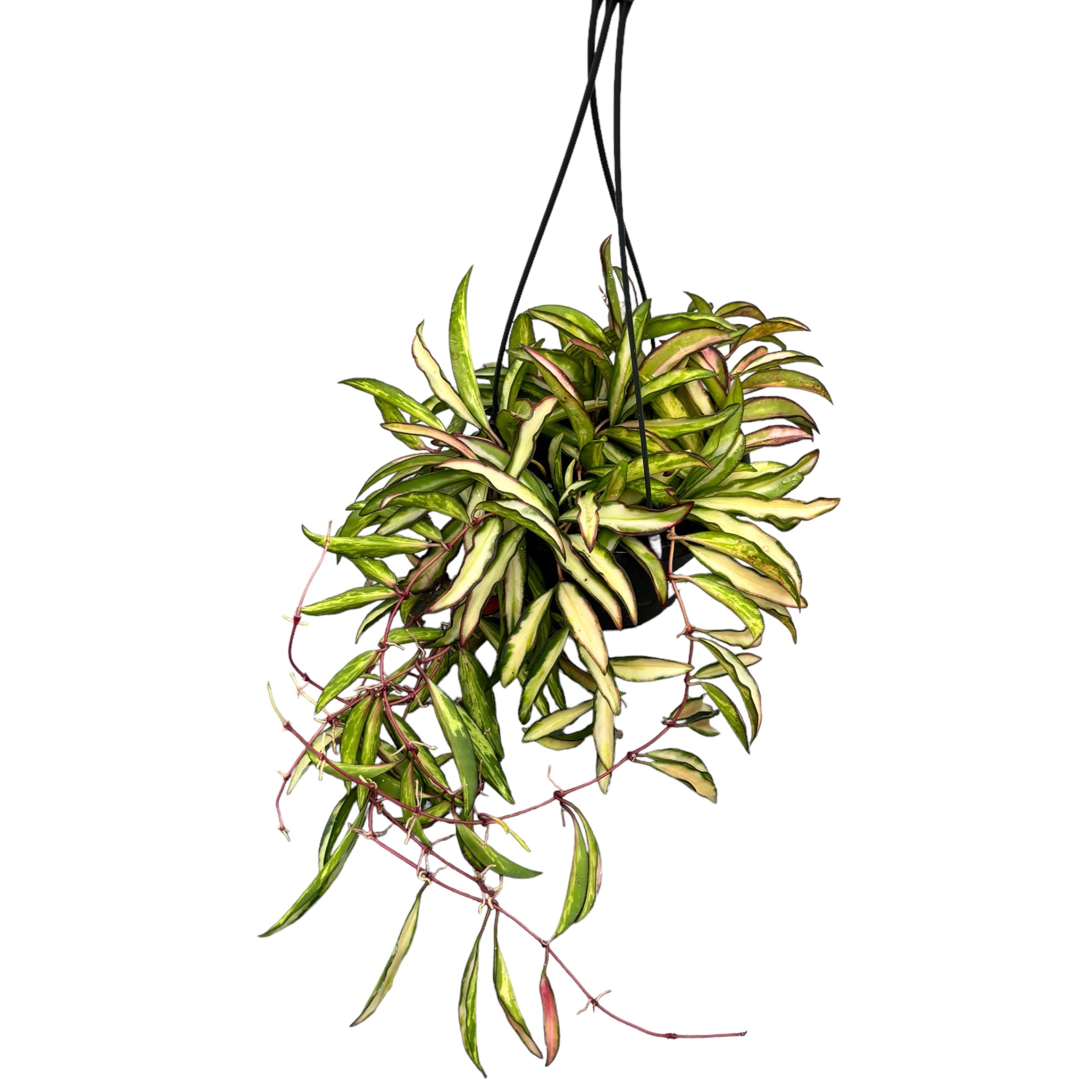 Hoya wayetii 'Variegata' - full pots D14