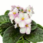 Saintpaulia Inova Spectra Lieke - violete africane