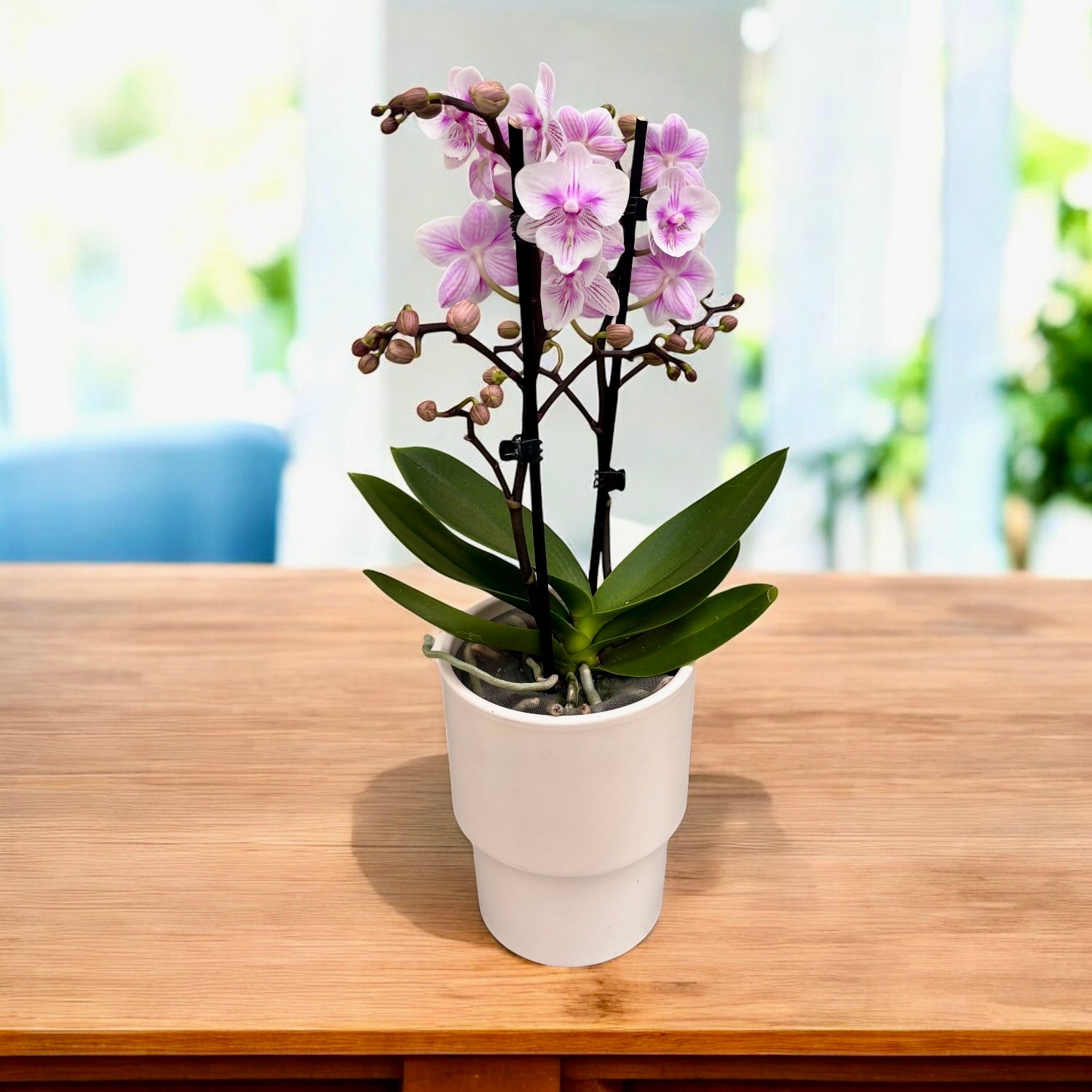 Phalaenopsis Special big lip
