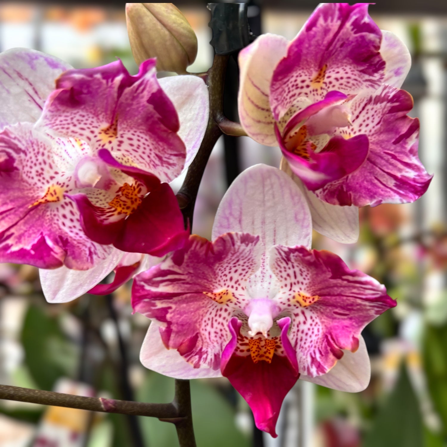 Phalaenopsis Little Gem Stripes (peloric - butterfly)