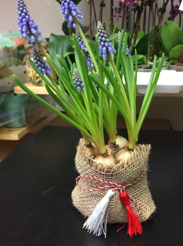 Muscari in sac de iuta cu fir de martisor inclus