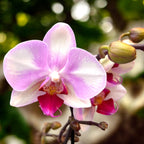 Phalaenopsis MyMonro Make Up (Diva Pink Blush)