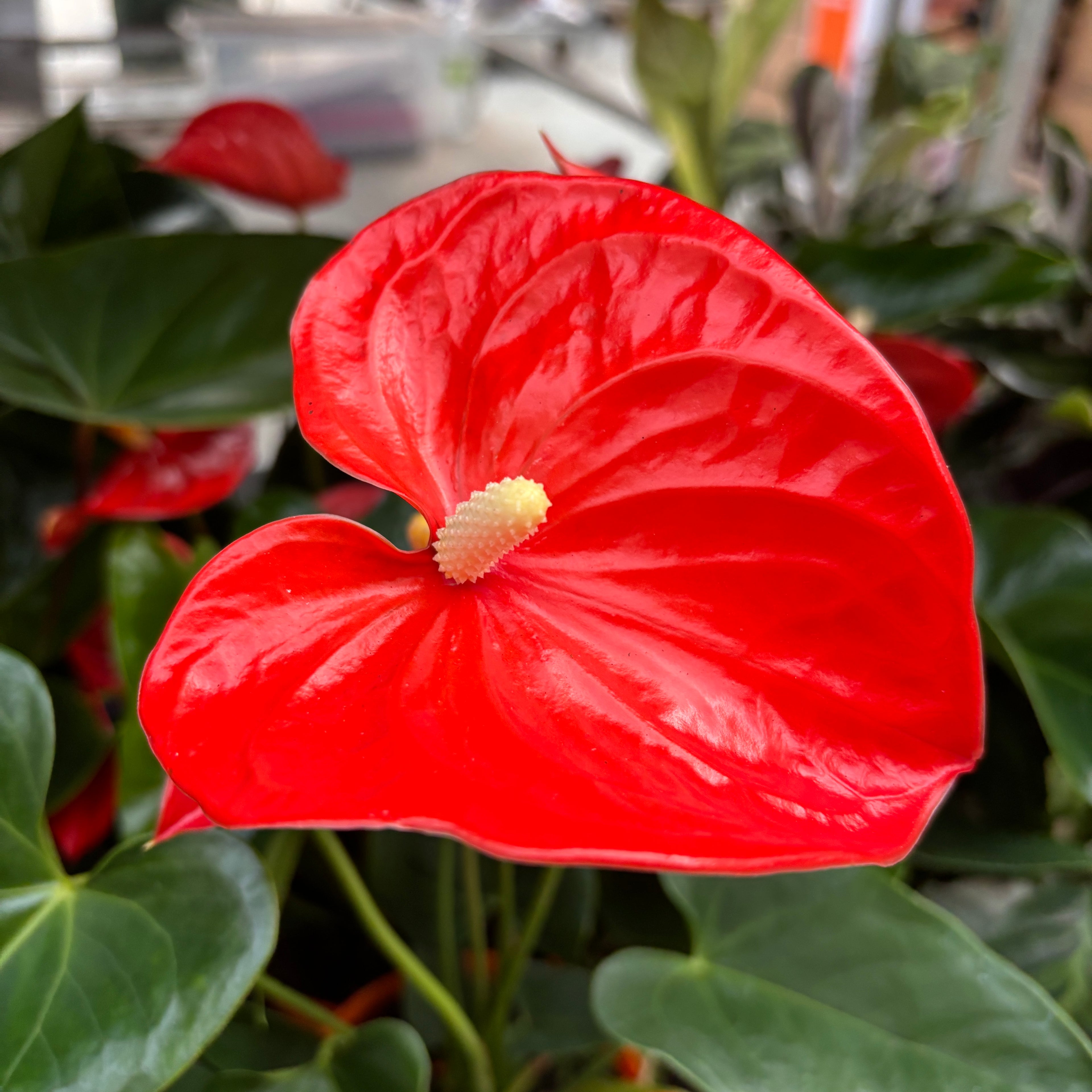 anthurium orange champion Anthurium Orange Champion (flores XL) – Secret Garden Plant Shop