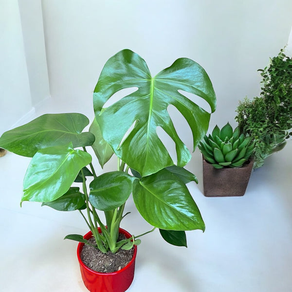 Monstera deliciosa (Schweizer Käsepflanze) 2pp