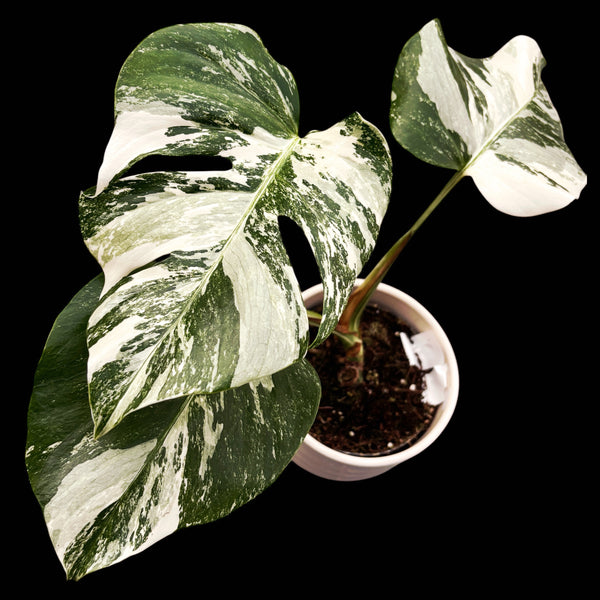 Monstera deliciosa 'Variegata' MDV-02