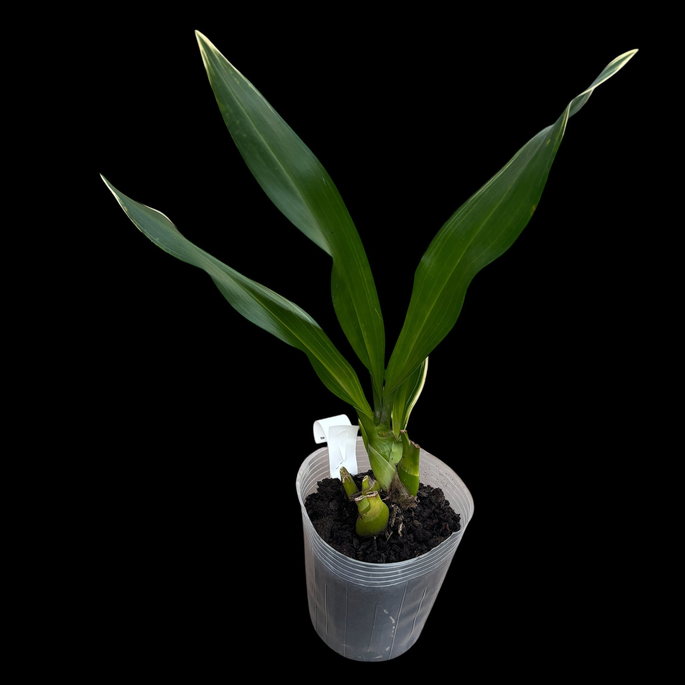 Grammatophyllum scriptum var. citrinum (variegata)