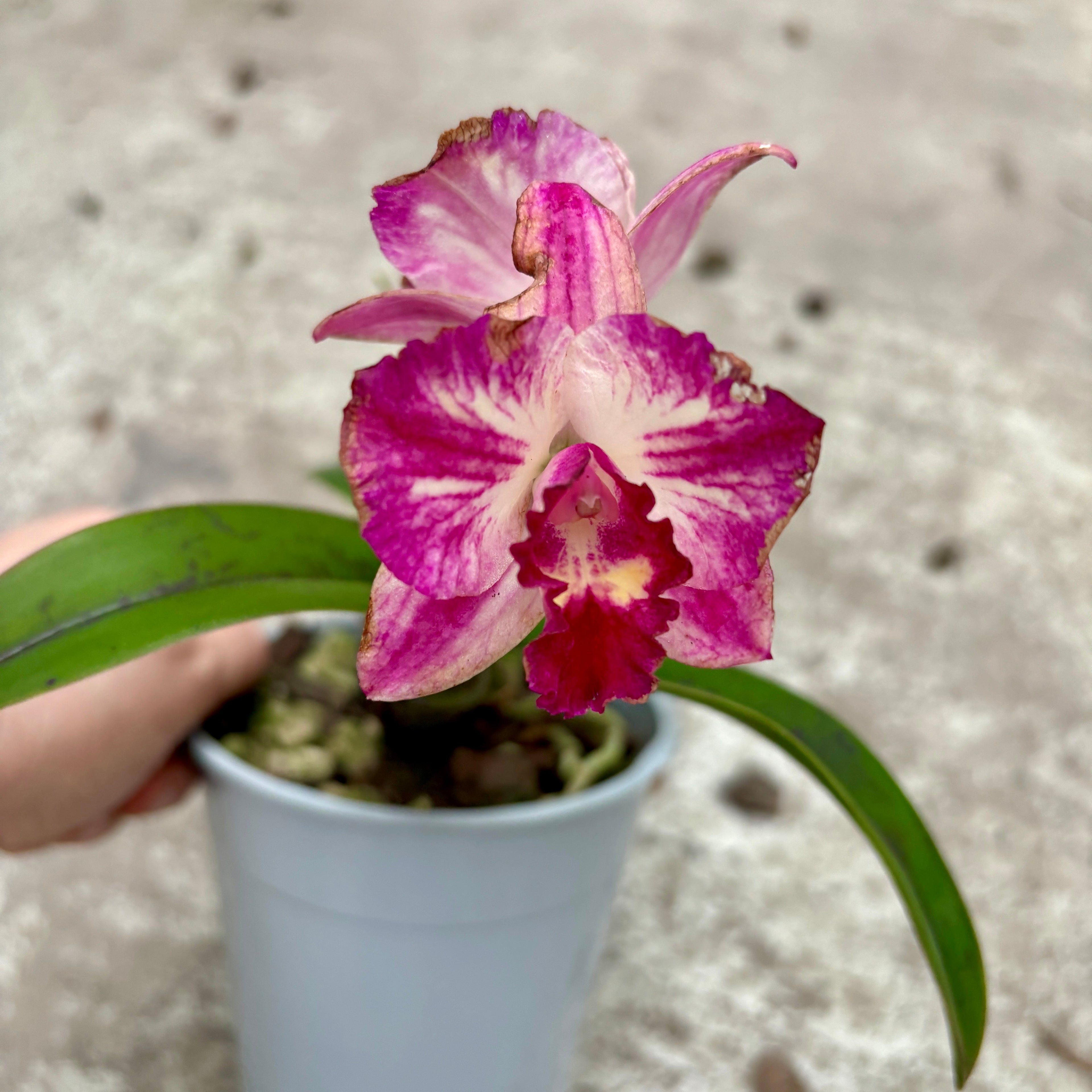 Cattleya #08