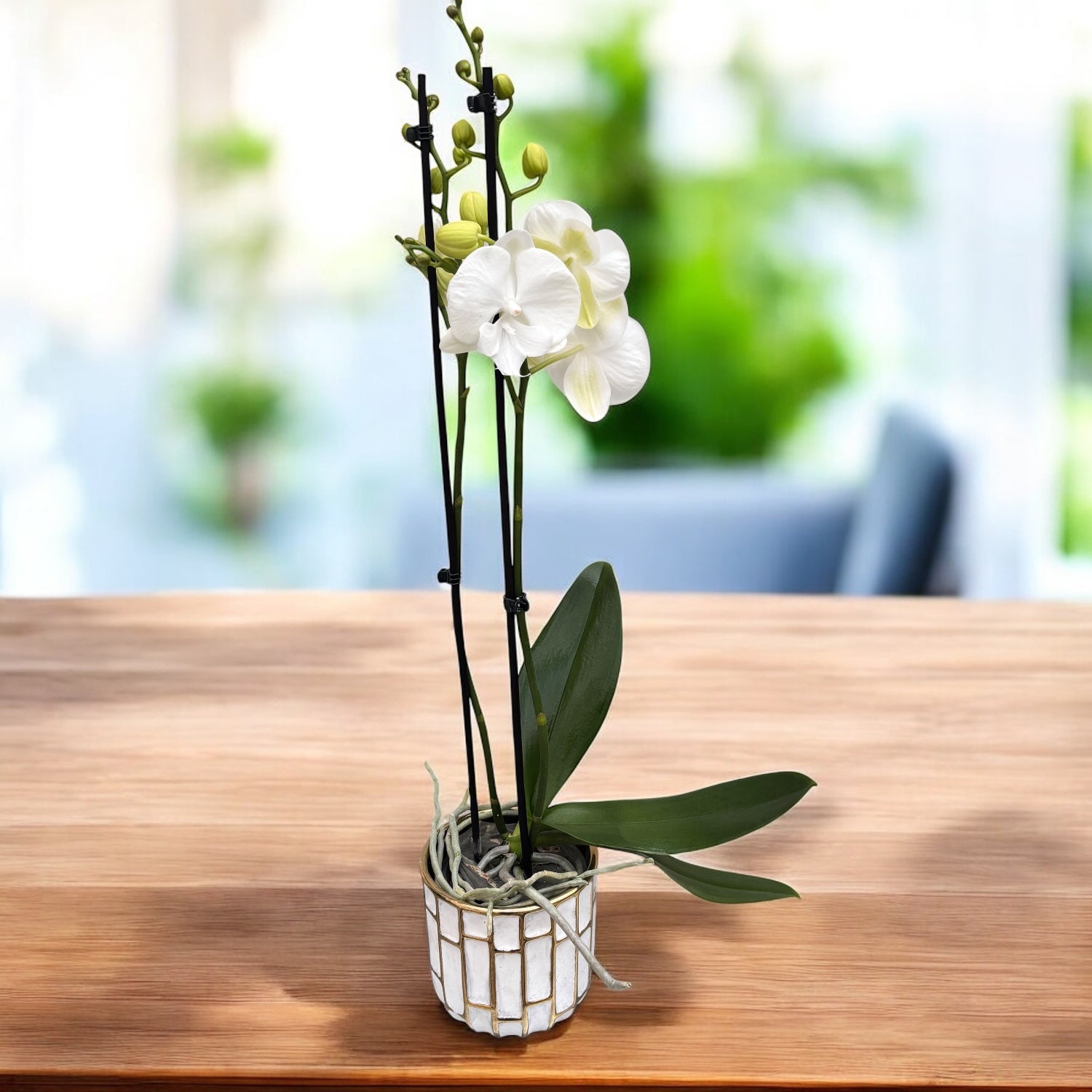 Phalaenopsis Charming Snow big lip