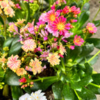 Lewisia cotyledon - wieloletnia roślina sukulentowa z dekoracyjnymi kwiatami i obfitym kwitnieniem