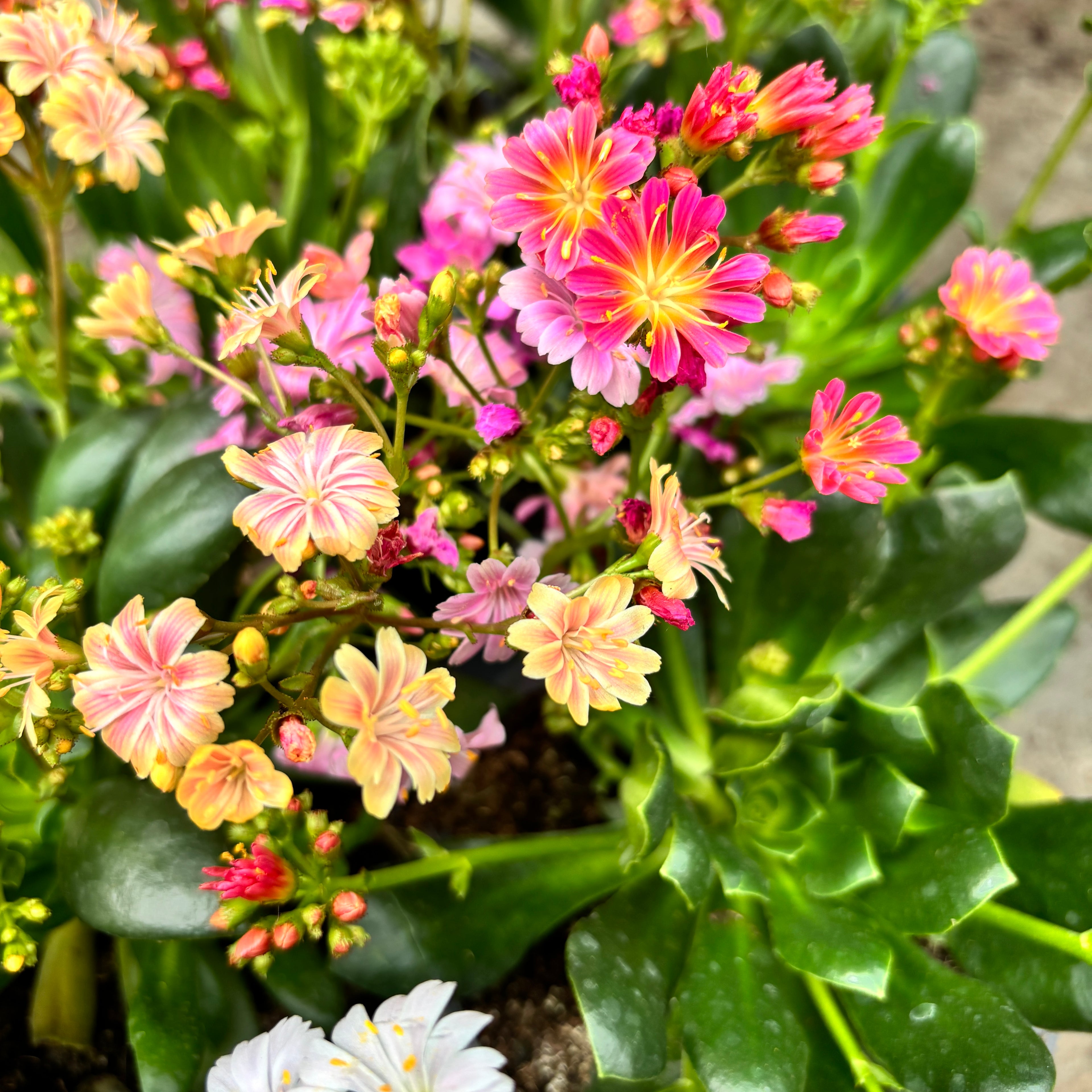 Lewisia cotyledon - planta suculenta perena cu flori decorative si inflorire abundenta