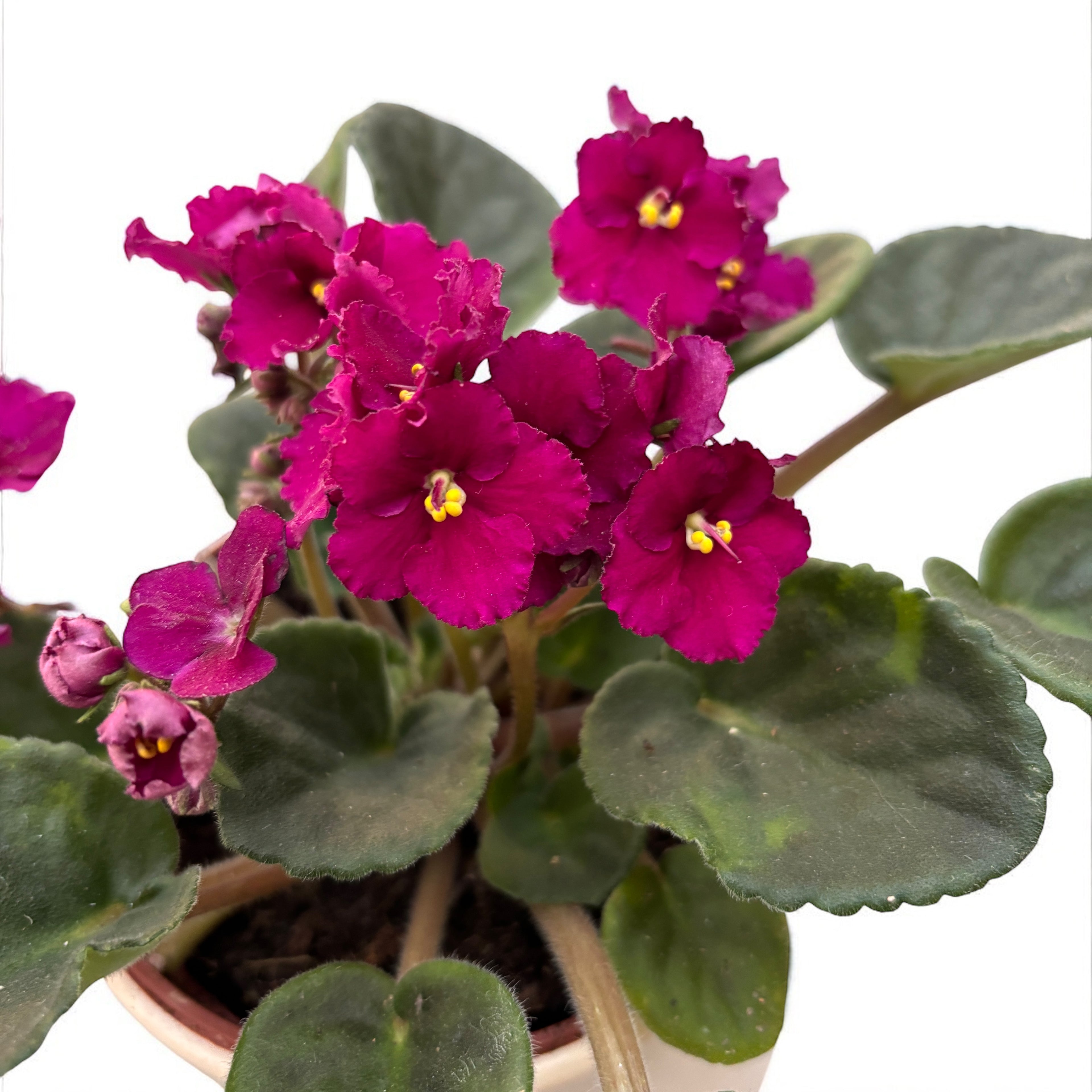 Saintpaulia - violete crete