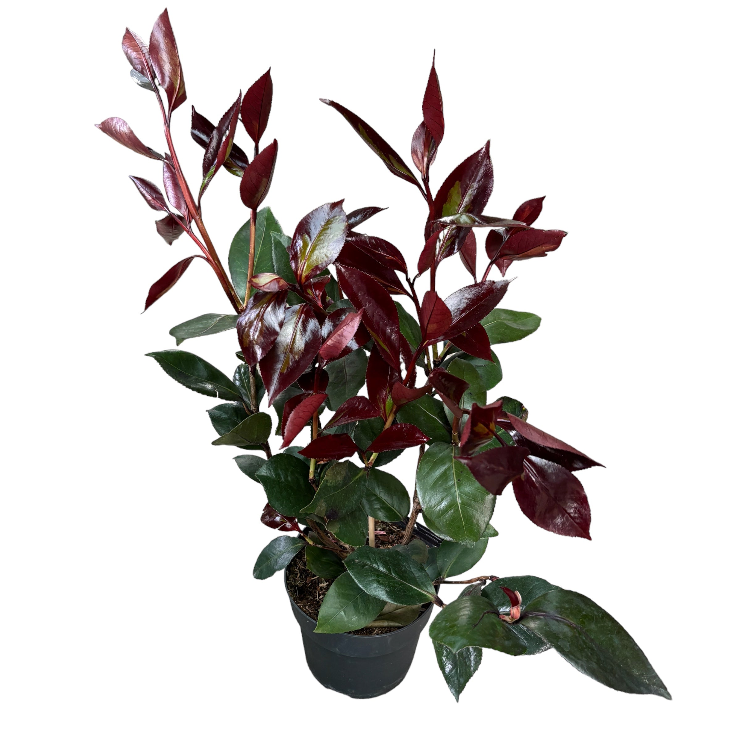 Camellia japonica 'Femme Fatale' - flori mari duble, foliaj foarte colorat