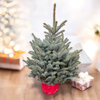 Brad argintiu in ghiveci - Picea pungens 'Blue Diamond' XXL H130-140 cm