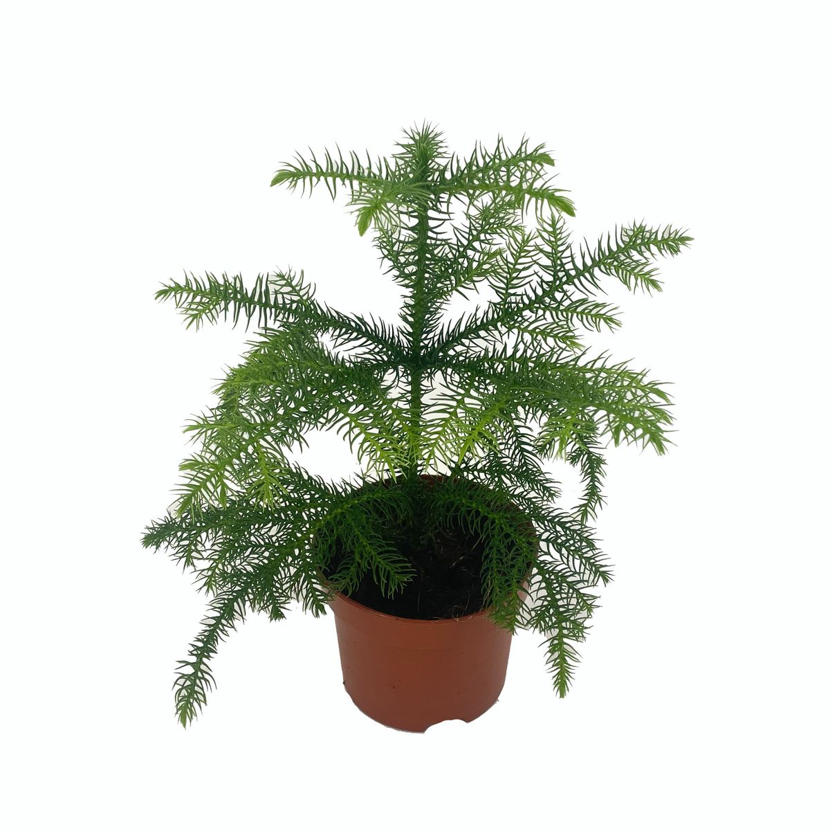 Araucaria heterophylla (Norfolk Island pine)