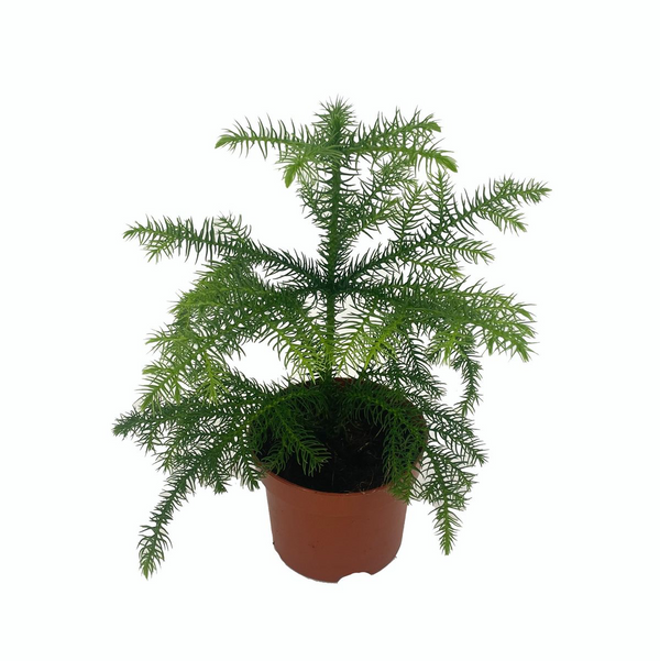 Araucaria heterophylla (Norfolk Island pine) D10cm