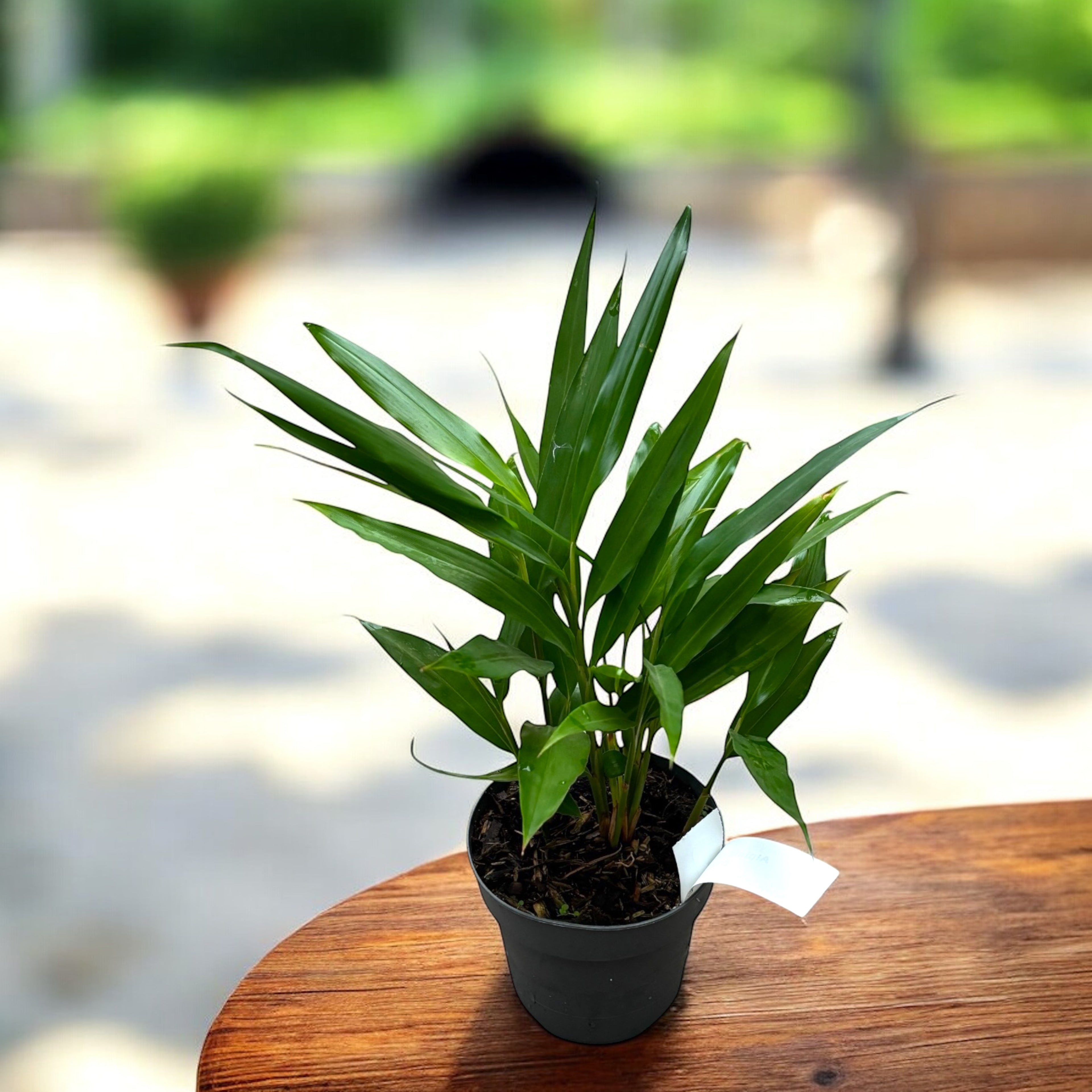 Alpinia galanga (Ghimbir Thailandez, Galangal)