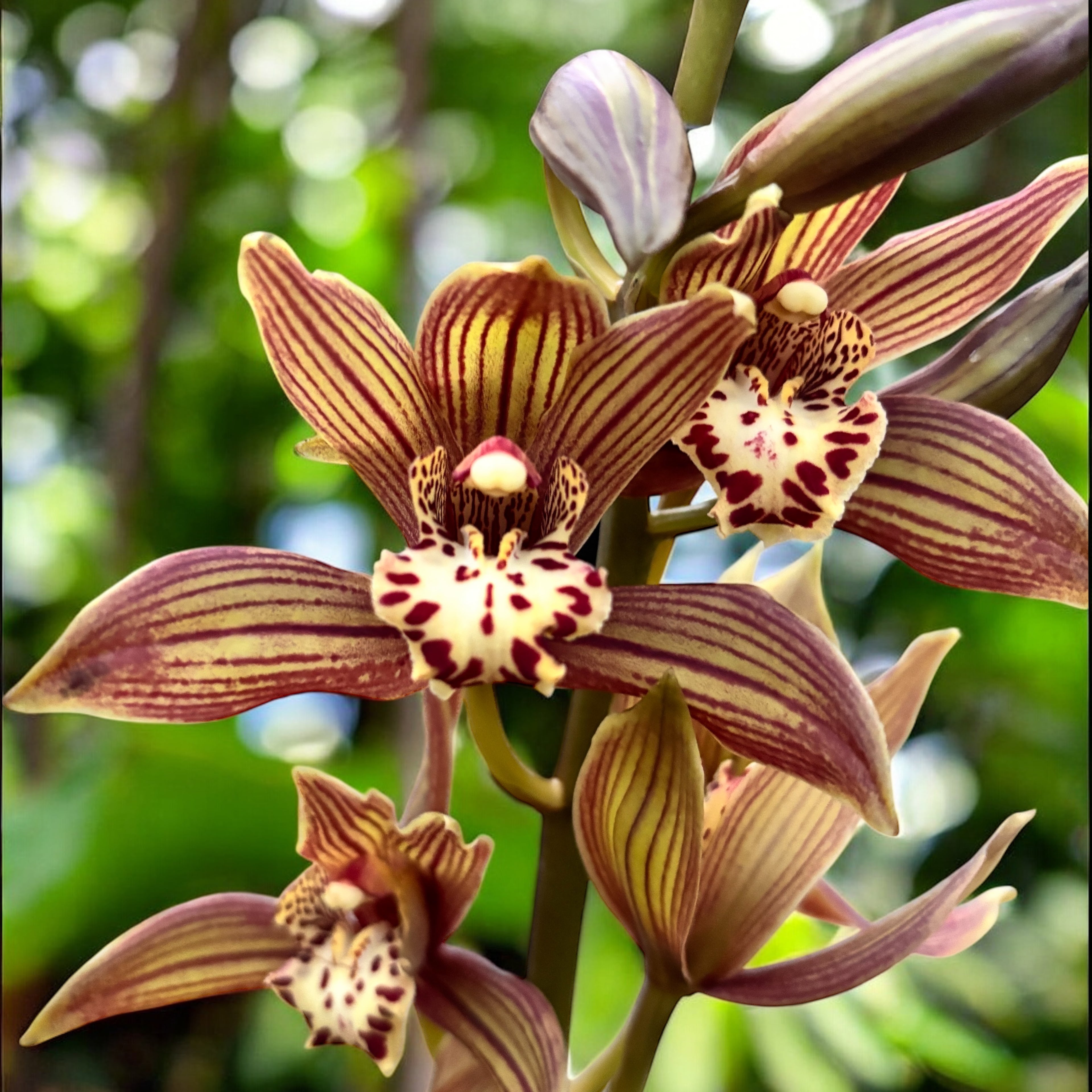 Cymbidium Claire - orhidee de colectie