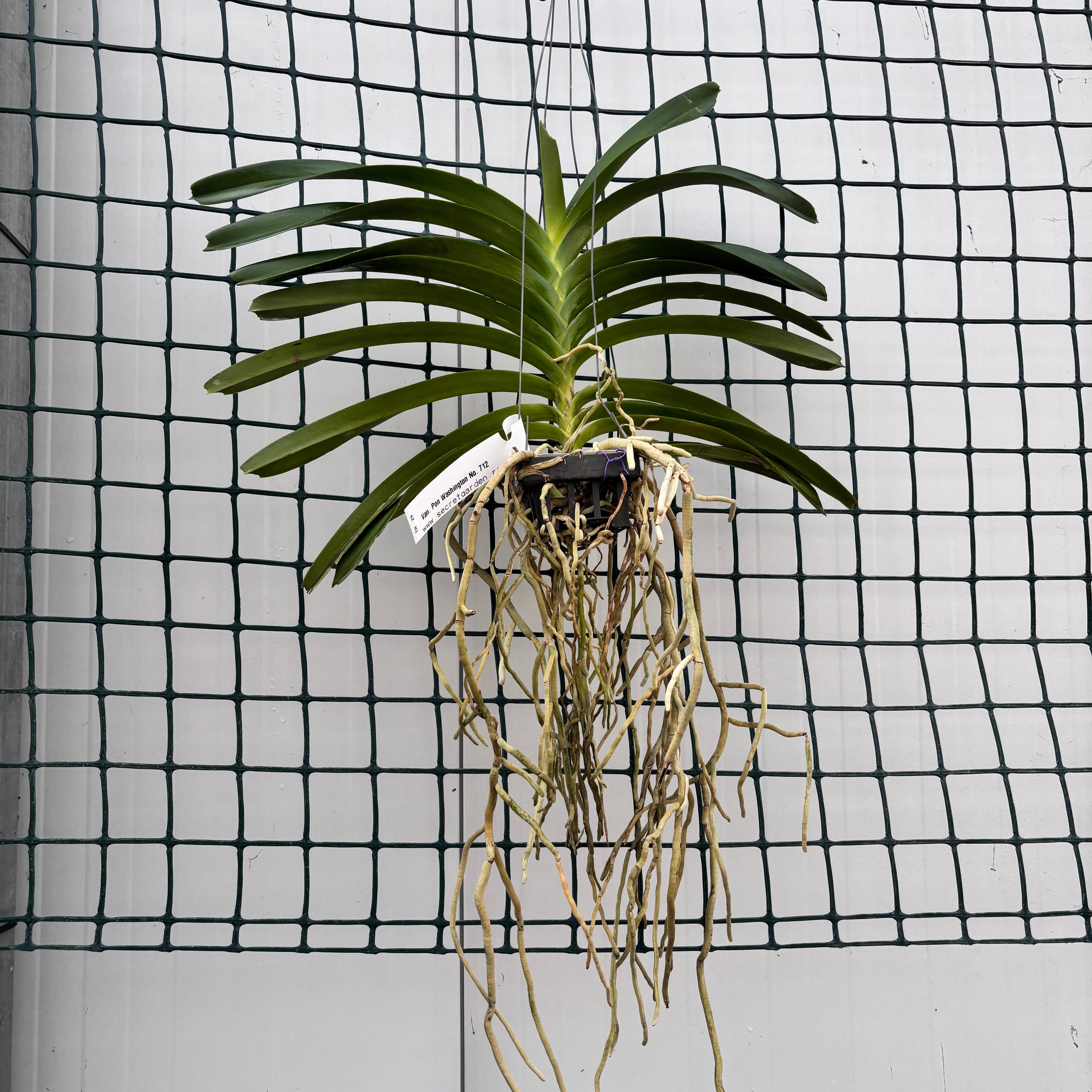 Van. Pon Washington n. 712 profumato