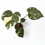 Monstera variegata 'Thai Constellation'