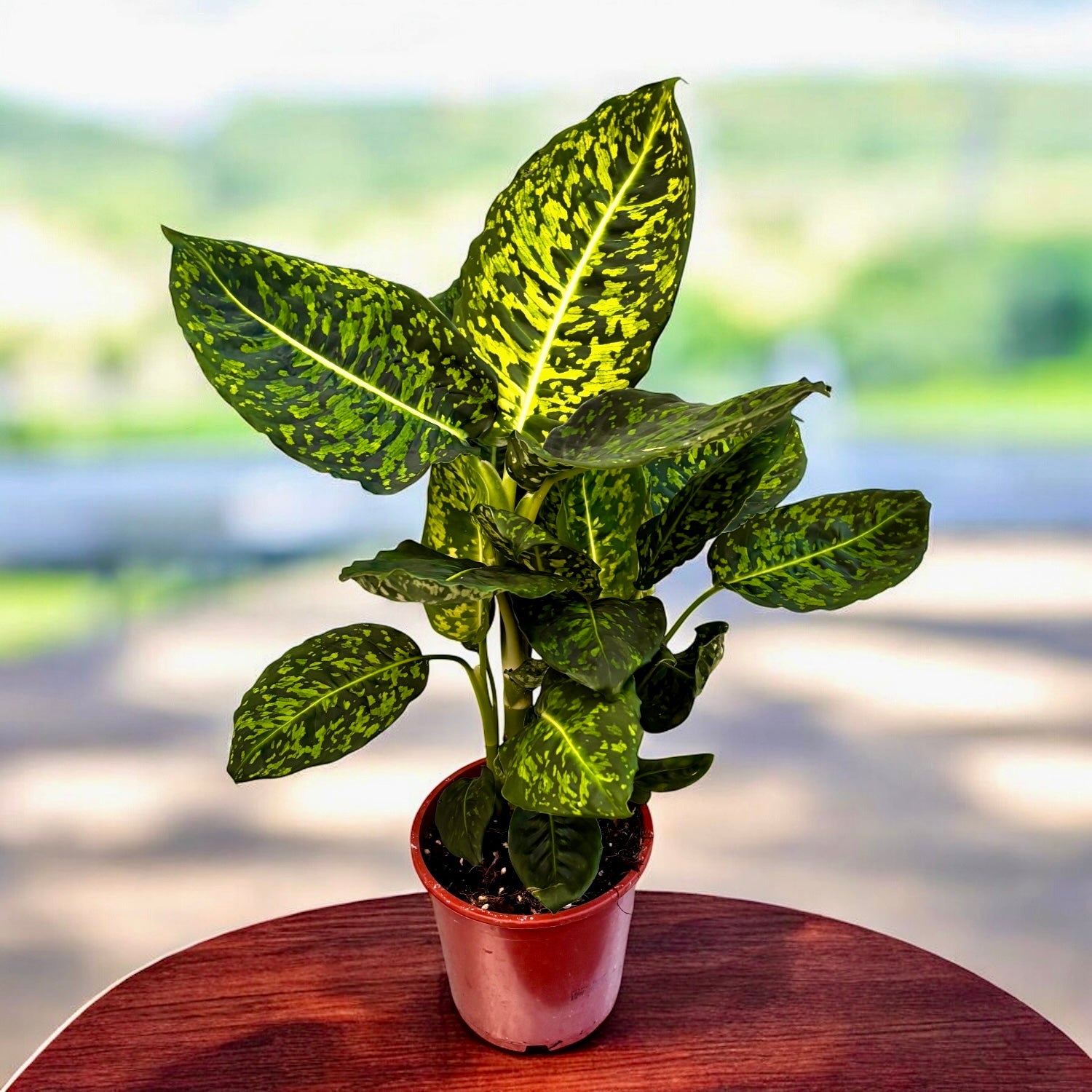 Dieffenbachia Reflector (planta Feng Shui)