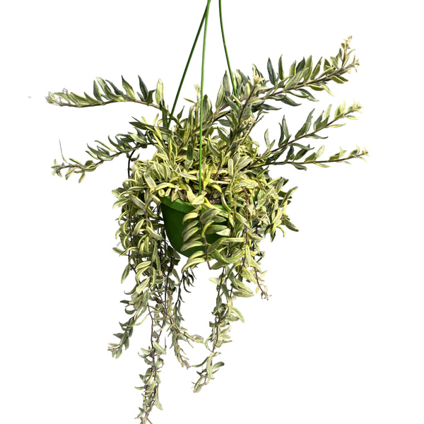 Aeschynanthus Bolero mit bunten Blättern (Lippenstiftpflanze)