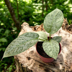 Schismatoglottis longispatha 'Variegata'