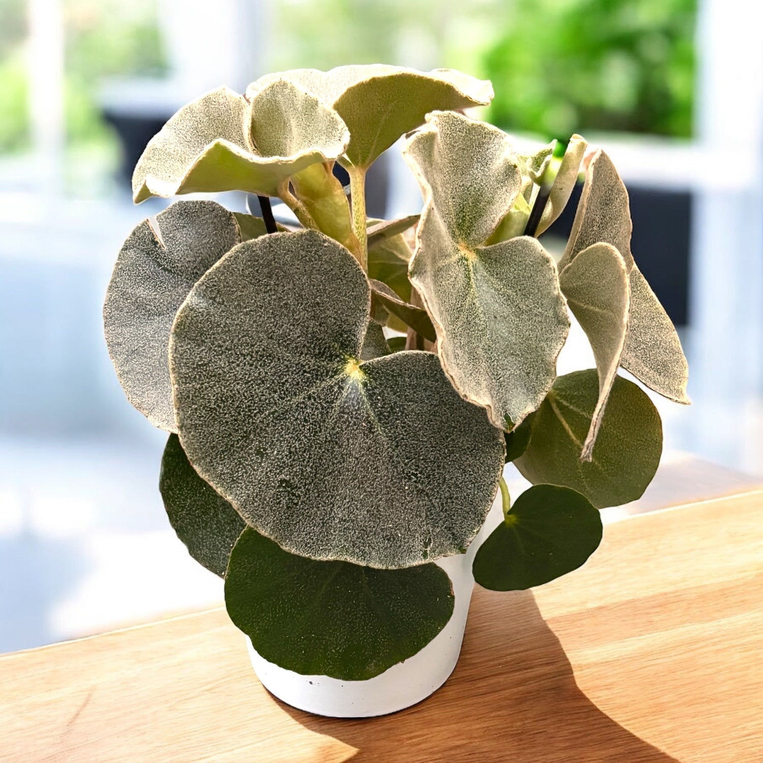 Begonia venosa (Lunar Mist) - specie botanica rara, cu frunzis catifelat