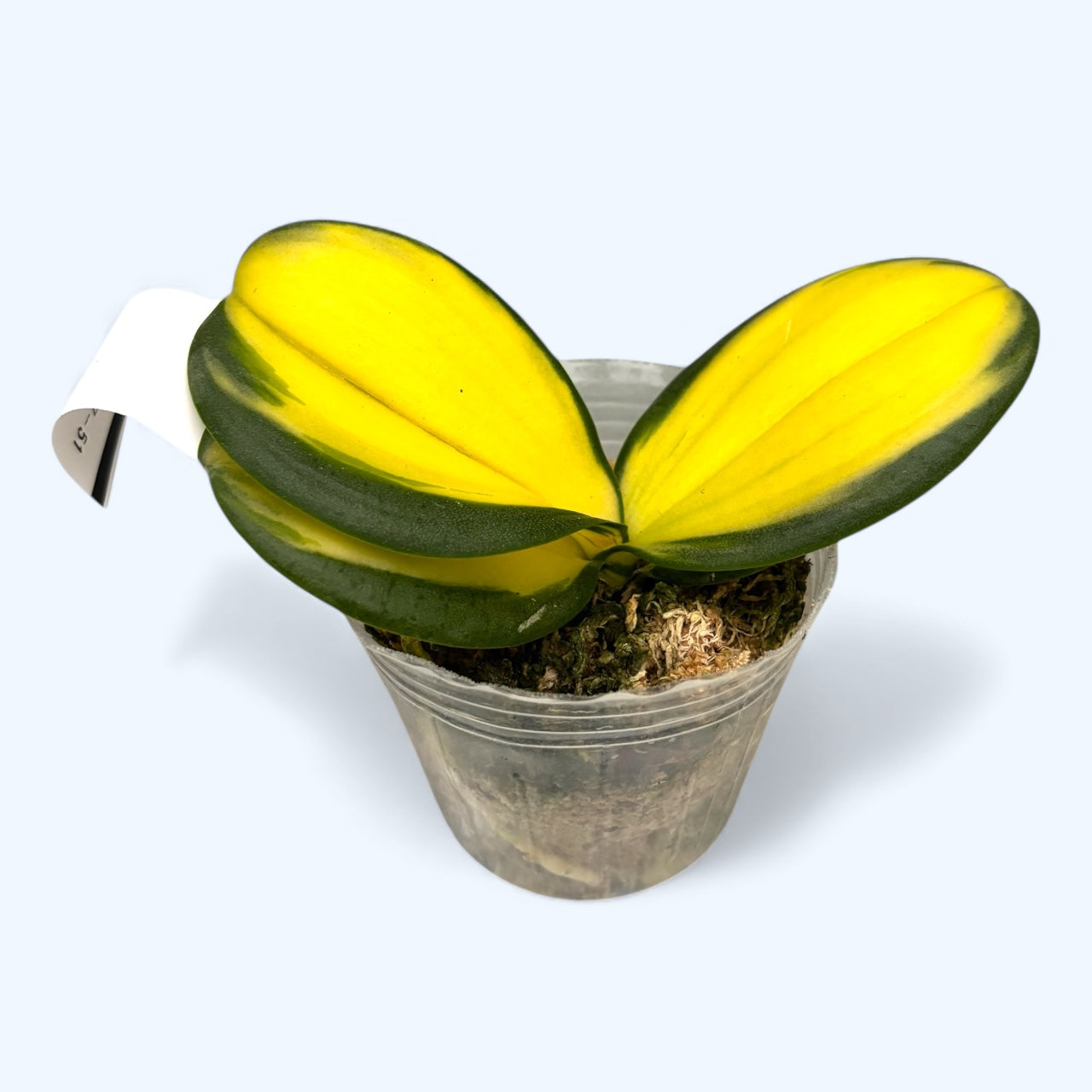 Phalaenopsis Chia E Yenlin (strong inner variegation)